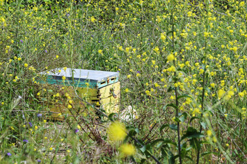 Old beehive with peeling paint on a meadow with yellow wildflowers, copy space