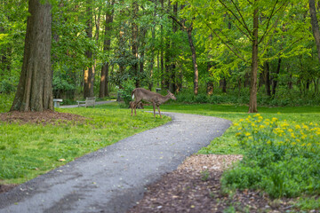 Deer walking in the woods near siue college