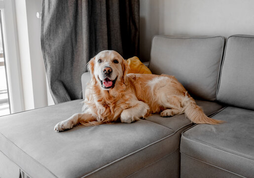 Golden retriever dog lying on sofa at home and looking at camera. Purebred pet doggy labrador resting on grey couch in modern room