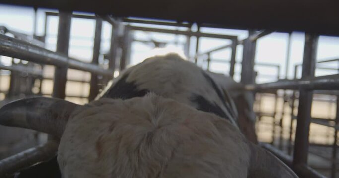 Bull looks up and stares into the camera from a metal chute before a bull-riding rodeo in Texas.