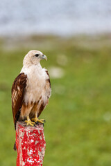 Brahminy Kite perched on a pole