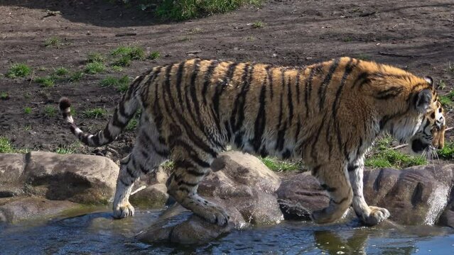 Siberian tiger slapping its paw into the water, Panthera tigris altaica