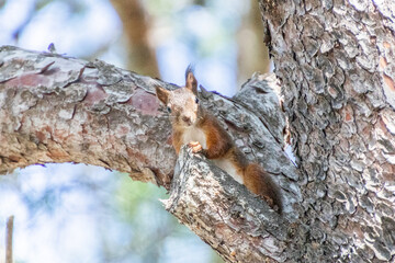 Obraz premium squirrel on a tree