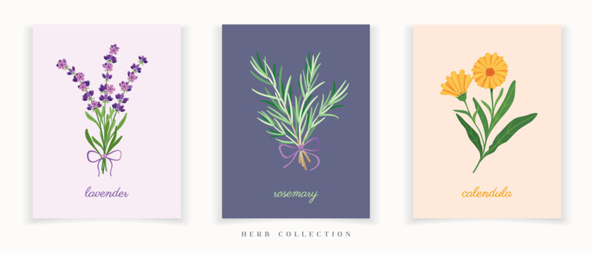 Collection of minimalist herbs art posters. Lavender, rosemary and calendula set of botanical cards perfect for social media, wedding or print materials.