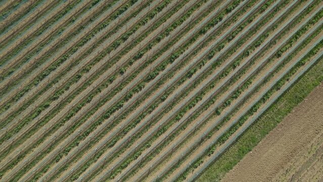 Agricultural farmland with rows of cultivated plants. Aerial top-down backward directly above