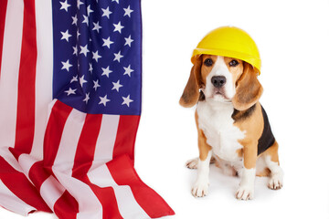 A beagle dog in a construction helmet next to an American flag on a white isolated background....