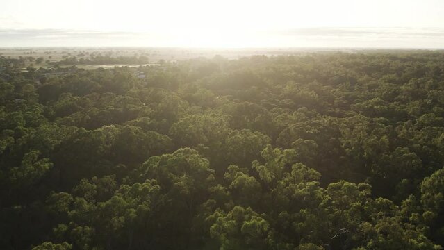 Pull back shot of Eucalyptus bushland at sunset on a calm afternoon. 