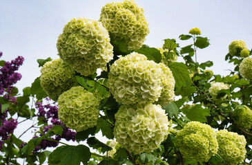 Schneeball, Viburnum