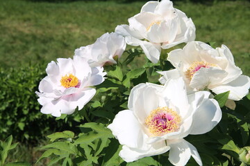 peony 1