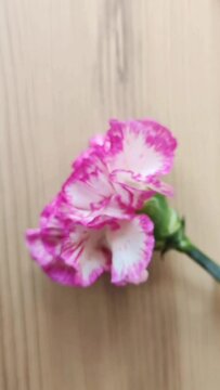 Natural beautiful pink carnation flower on brown wooden background