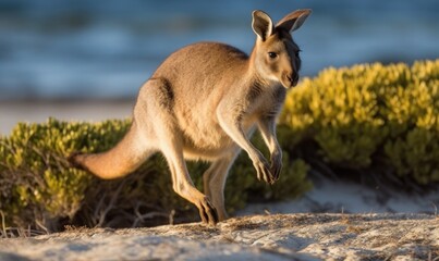 Hopping kangaroo on kangaroo island Australia, generative AI - obrazy, fototapety, plakaty