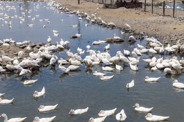 Agriculture group of white duck in the water pond