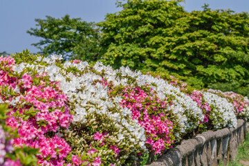 ツツジ咲く五稜郭公園