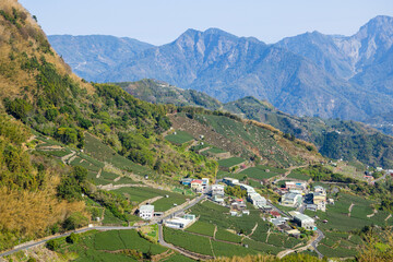 Fototapeta na wymiar Lots of tea field over the mountain in Alishan of Shizhuo in Taiwan