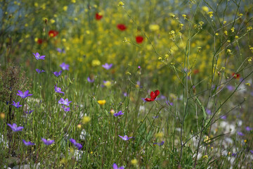 Flower meadow with blue spreading bellflower (Campanula patula), red poppy (Papaver rhoeas) and yellow feral rapeseed (Brassica napus), selected focus