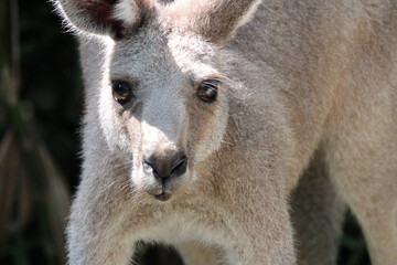 kangaroo in a zoo in singapore 