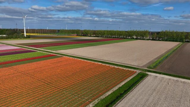 Tulips growing in agricultural fields in the Noordoostpolder in Flevoland The Netherlands, during springtime seen from above. The Noordoostpolder is a polder in the former Zuiderzee designed initially