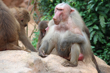Hamadryas baboons in a zoo in singapore 
