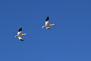 Snow geese in spring, Montmagny, Québec, Canada