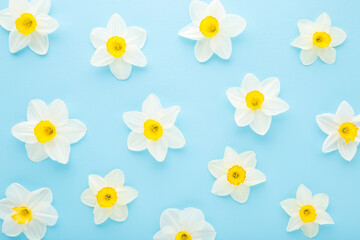 Fresh white yellow narcissus heads on light blue table background. Pastel color. Beautiful flower pattern. Closeup. Top down view.