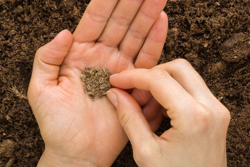 Young adult woman fingers taking dill seeds from palm for planting in fresh dark soil. Closeup. Preparation for garden season. Point of view shot. Top down view.