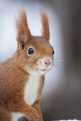 Scoiattolo (Sciurus vulgaris) squirrel