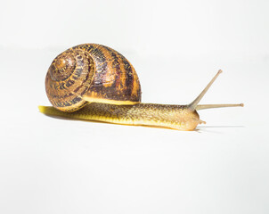 Helix aspersa caracol cabrilla.