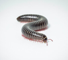 Milpiés Ommatoiulus rutilans