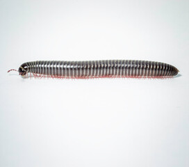 Milpiés Ommatoiulus rutilans