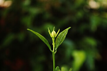 Elegance of Blooming Bud of a Jasmine flower.