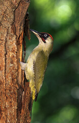 the male green woodpecker,  picchio verde (Picus viridis)