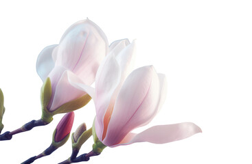 Magnolia pink bloom in spring. Branches with Large grandiflora flowers close-up view isolated background transparent png. Generative ai