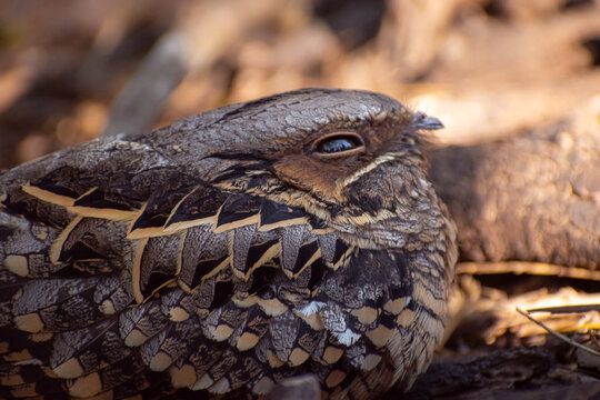 Common Pauraque (Nyctidromus albicollis) on the ground at Estero Llano Grande State Park in the Rio Grande Valley of South Texas.