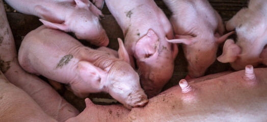 The top view of Many newly born piglets are sleeping on the mother's milk, Momma pig feeding baby pigs