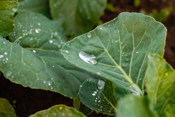 Large green leaves with drops of transparent rain water close-up. Beautiful texture of leaves in nature. Natural background.