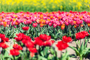 Tulip flowers field in spring.