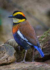 Malayan banded pitta foraging