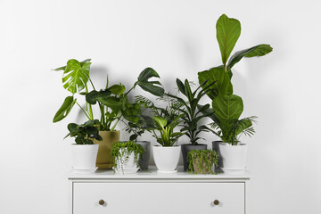Many beautiful green potted houseplants on white chest of drawers indoors