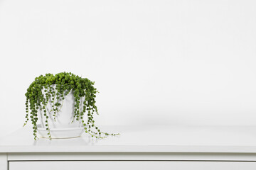 Beautiful green potted houseplant on white table indoors, space for text