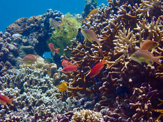 Underwater landscape. Coral reef and small tropical fish underwater.