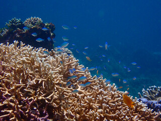 Naklejka na ściany i meble Underwater landscape. Coral reef and small tropical fish underwater. A school of small blue fish swims near the corals.