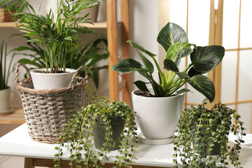 Green houseplants in pots on wooden table indoors