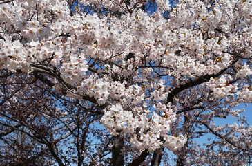 The beautiful white pink cherry blossoming spreading in the clear blue sky in Sapporo Japan