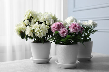 Beautiful chrysanthemum and azalea flowers in pots on light grey table indoors