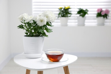 Beautiful chrysanthemum plant in flower pot and cup of tea on white table in room, space for text