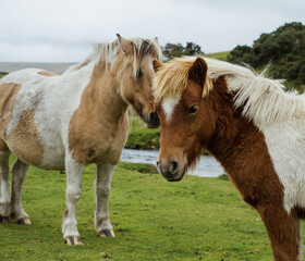 A pair of brown and white Dartmoor ponies