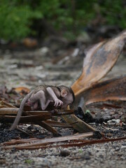 a young monkey learns to know nature to live