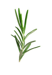 Sprig of fresh rosemary isolated on white