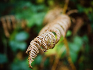 Fern closeup on Dartmoor