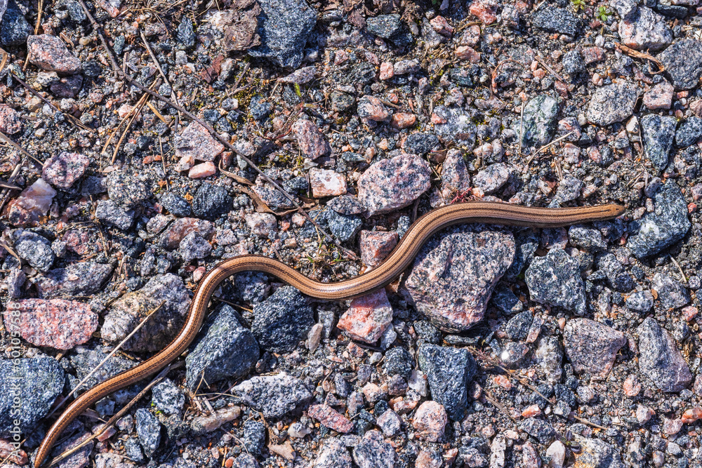 Poster Copper coloured Slow worm crawling in the gravel